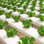 The Role of Coco Peat in Hydroponic Farming: A Sustainable Solution