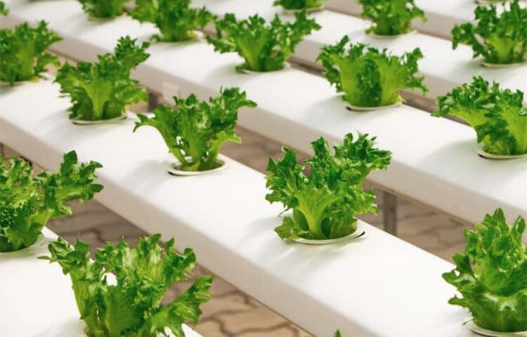 The Role of Coco Peat in Hydroponic Farming: A Sustainable Solution
