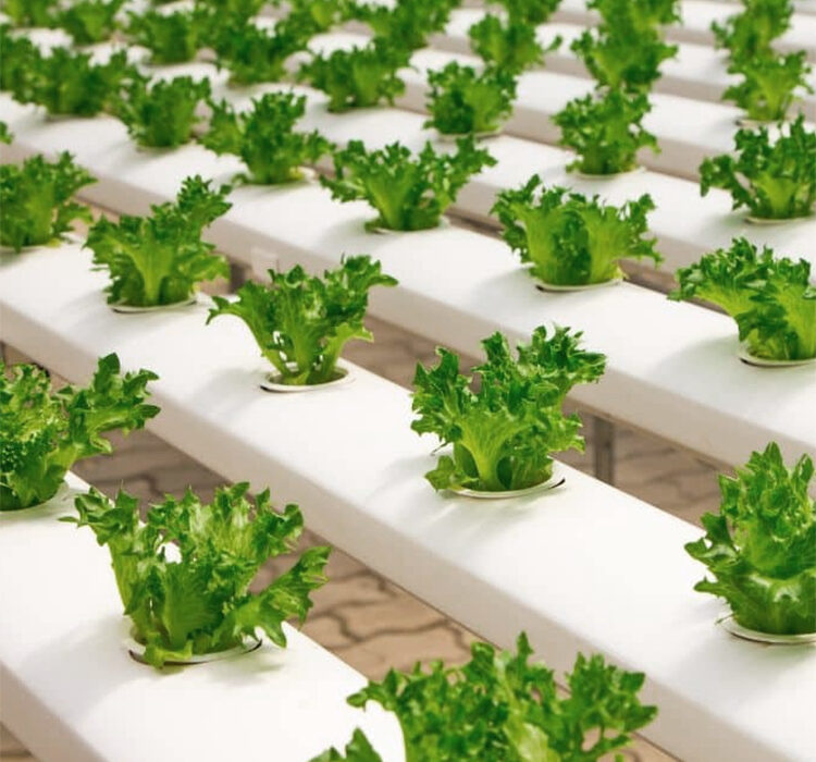 The Role of Coco Peat in Hydroponic Farming: A Sustainable Solution