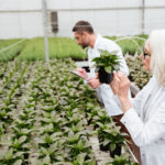 Maximizing Crop Yields with FarmPeat: The Power of Coco Peat in Modern Agriculture