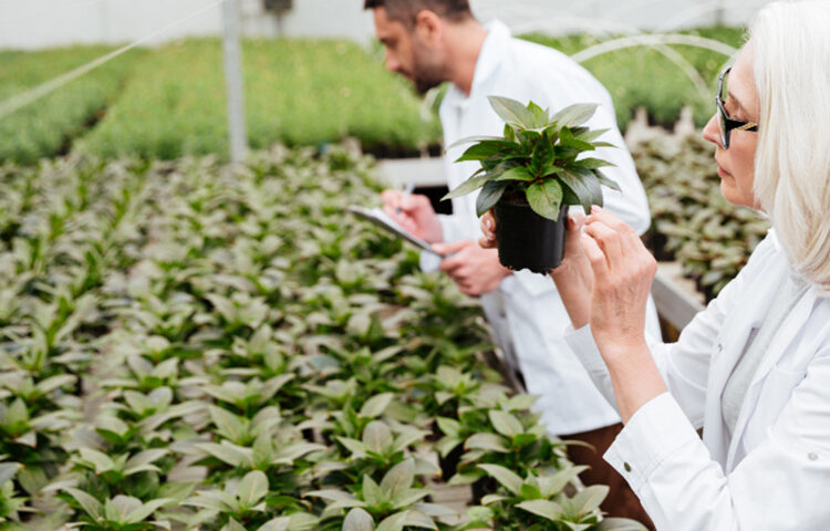 Maximizing Crop Yields with FarmPeat: The Power of Coco Peat in Modern Agriculture