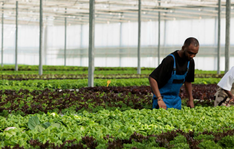 The Future of Sustainable Agriculture: How FarmPeat is Changing the Game