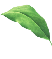 Leaf-5-1-1.png Leaf-5-1-1.png